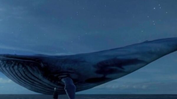'Blue Whale'