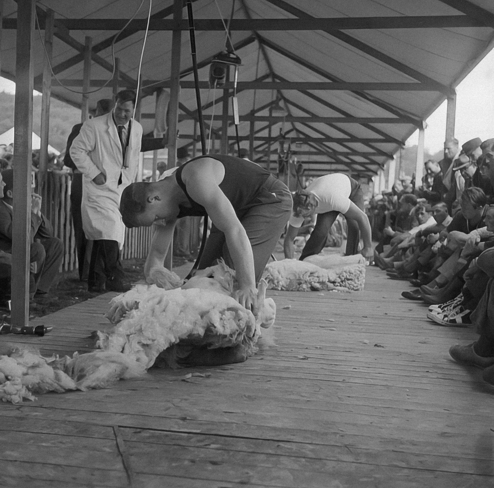 New Sheep Shearing Record